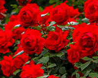 symbol_flower